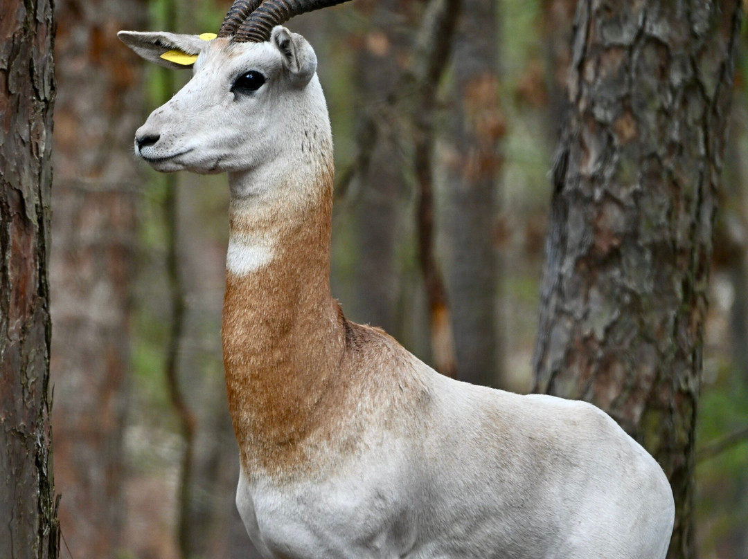 Beavers Bend Safari Park景点图片