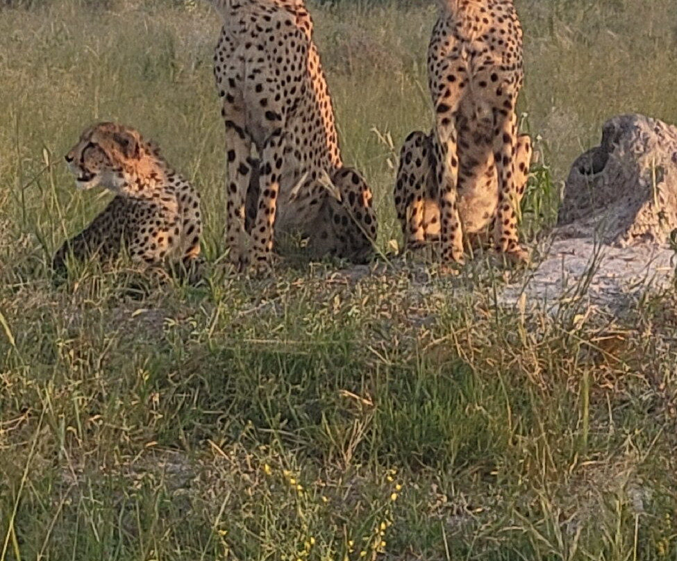 The African Wild景点图片