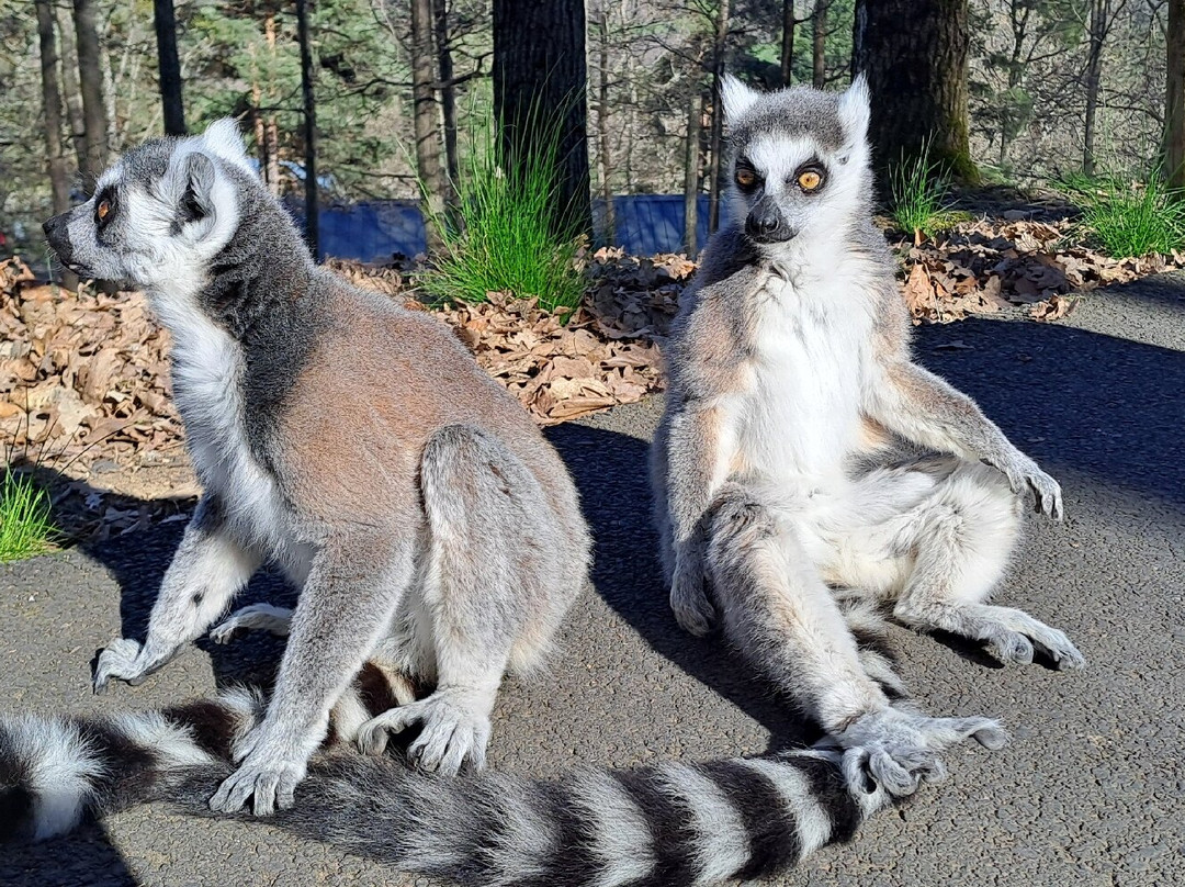 Parc Animalier d'Auvergne景点图片