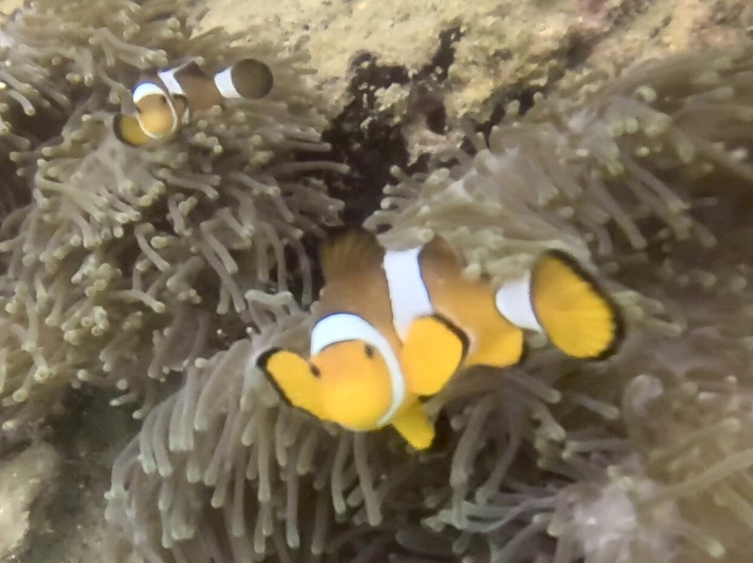 兰卡威水肺潜水中心-珍南海滩必去景点