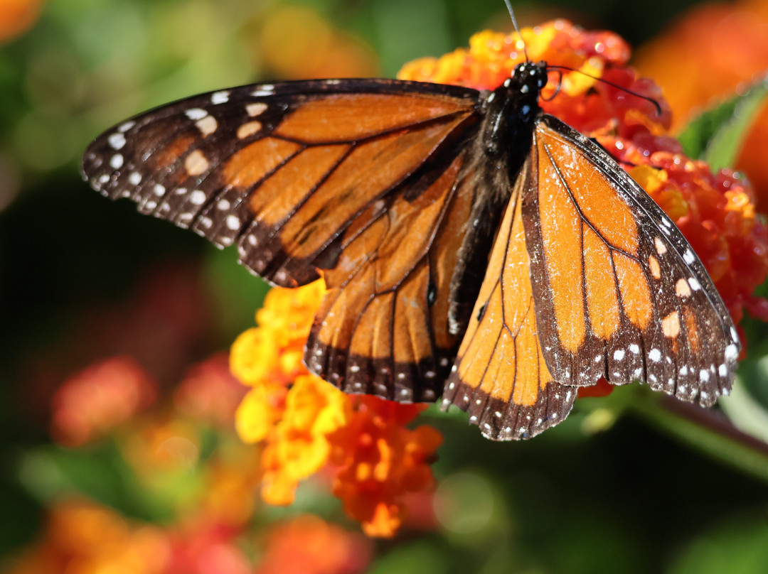 Te Henui Cemetery-新普利默斯必去景点