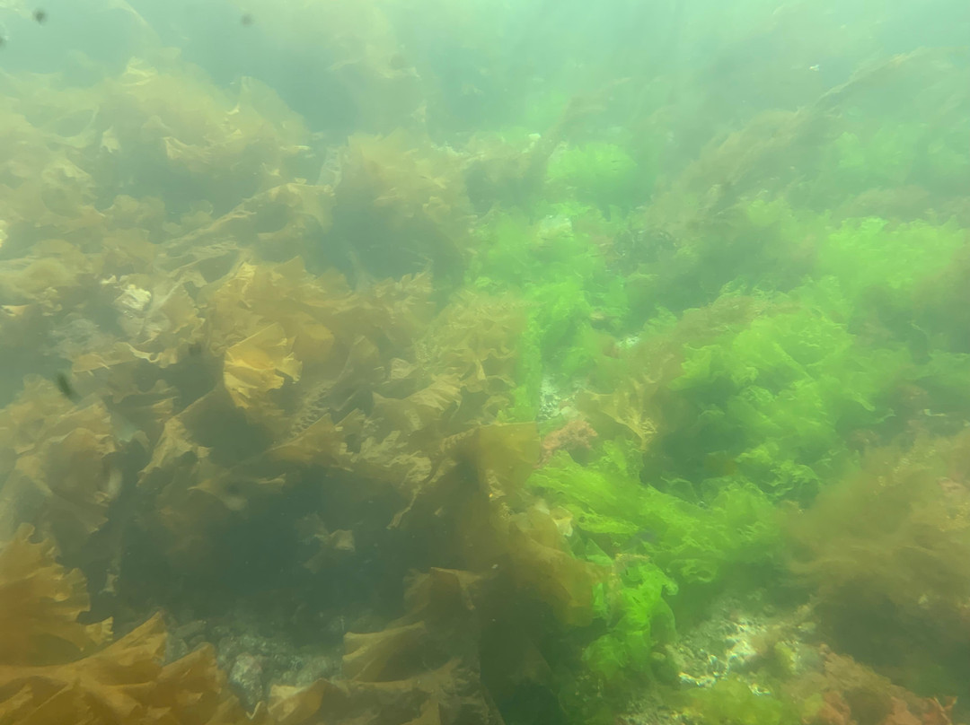 Seaprobe Atlantis景点图片