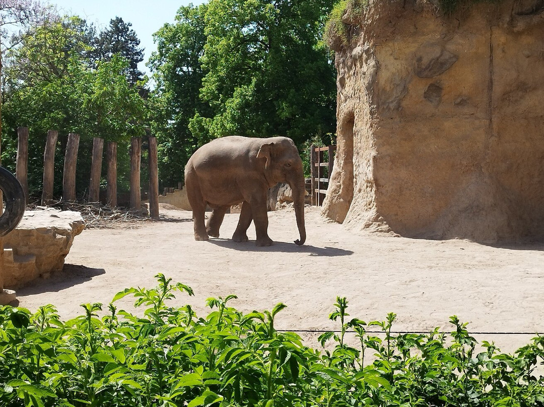 Zoo Heidelberg-海德尔堡必去景点