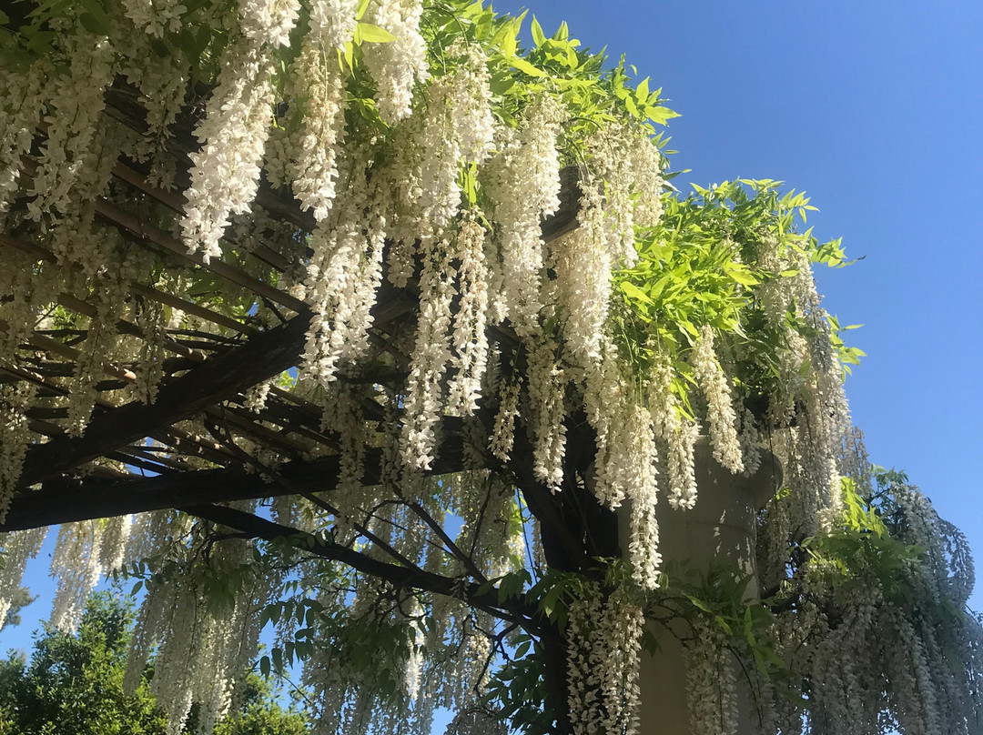 I Giardini di Villa della Pergola-阿拉西奥必去景点