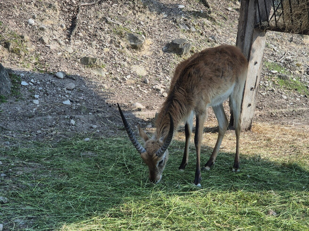 Parco Natura Viva景点图片