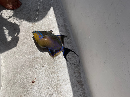 Lil B Fishing-弗里波特必去景点