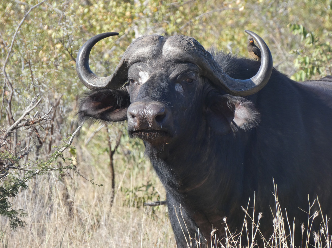 Rafiki Bush Lodge主图