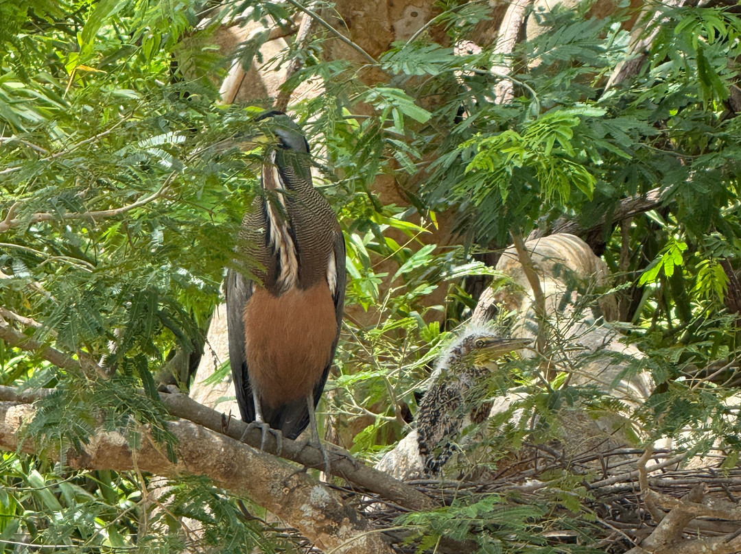 Hacienda El Viejo Wetlands景点图片