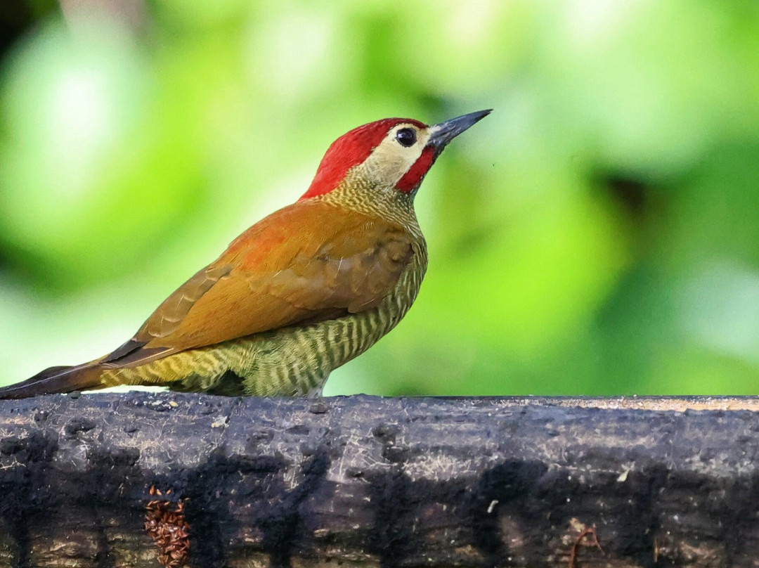 Sachatamia Lodge主图