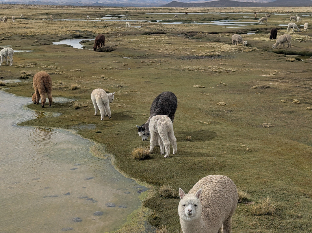Carlitos Tours-阿雷基帕必去景点
