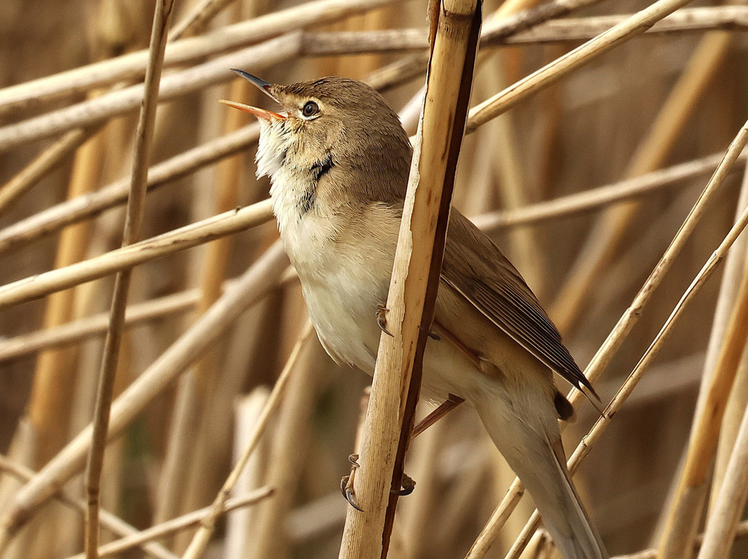 Seaton Wetlands Nature Reserve-Seaton必去景点