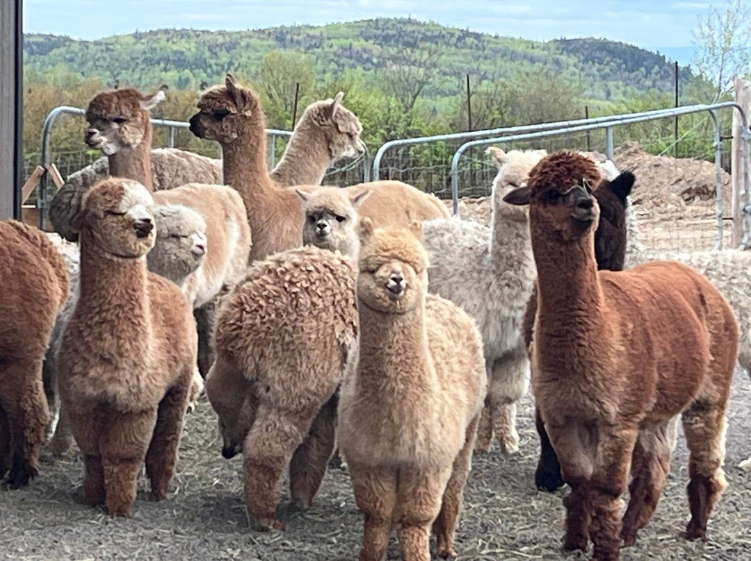 Alpacas Charlevoix-Les Eboulements必去景点