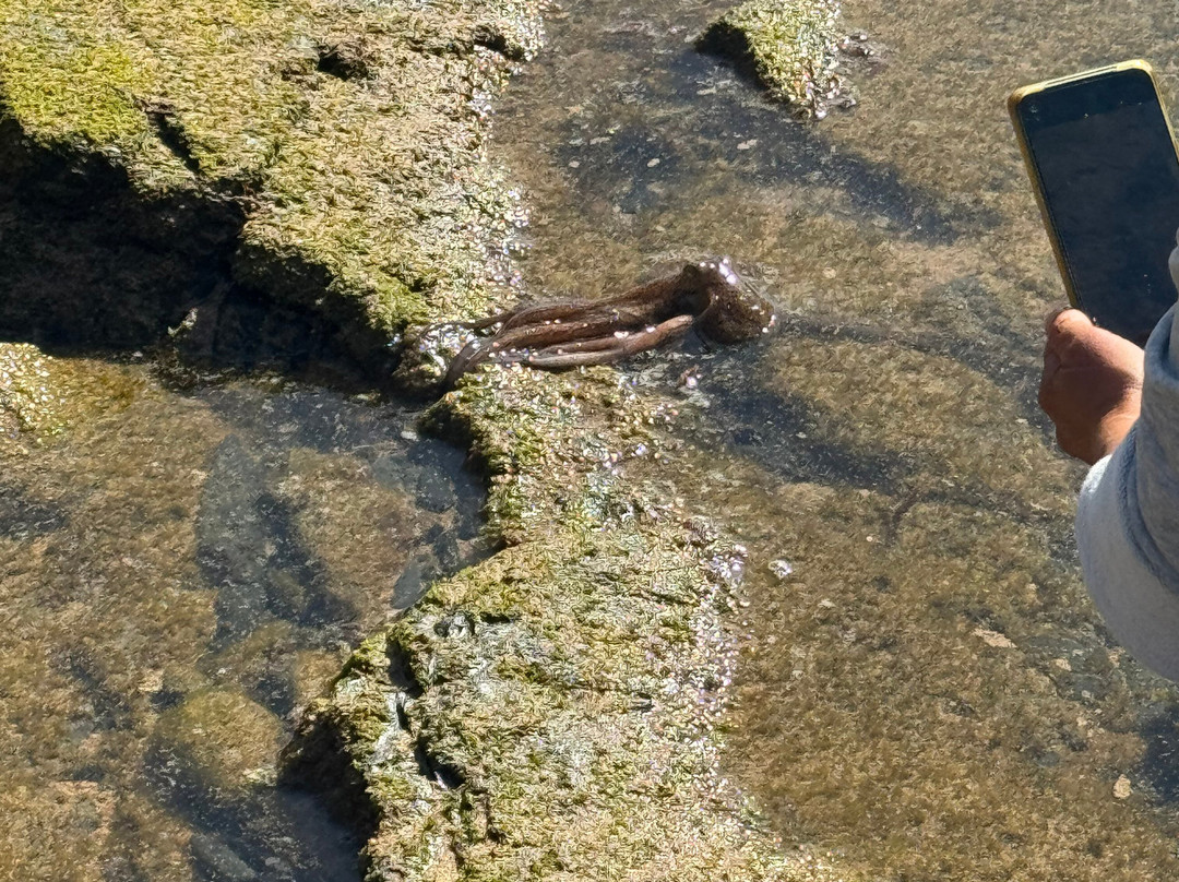 Rock&Reel Fishing Adventures-Aljezur必去景点