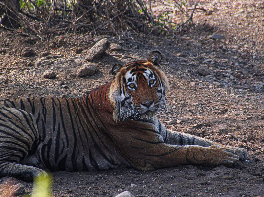 Jungle Safari Tours-Sariska必去景点