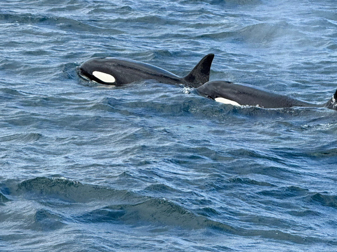 Laki Tours Whale Watching - Olafsvik-Olafsvik必去景点