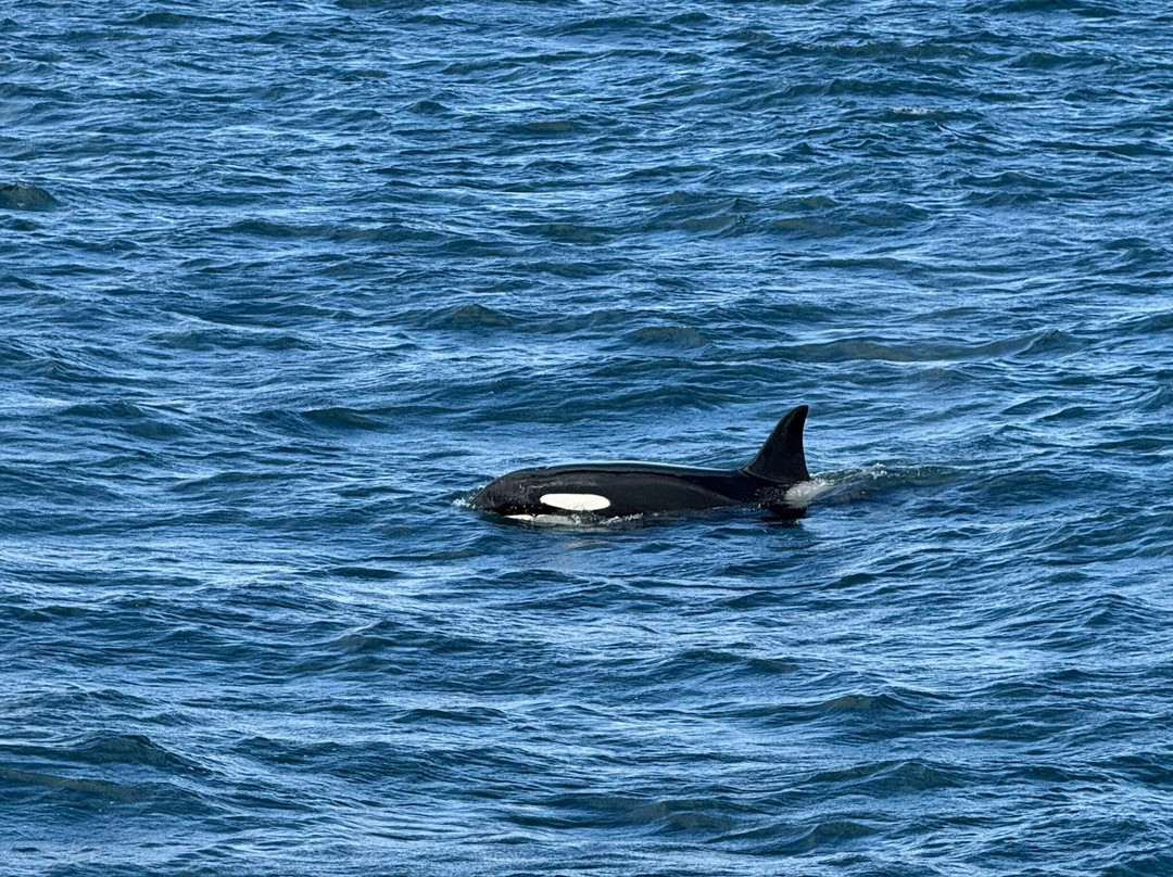 Laki Tours Whale Watching - Olafsvik-Olafsvik必去景点