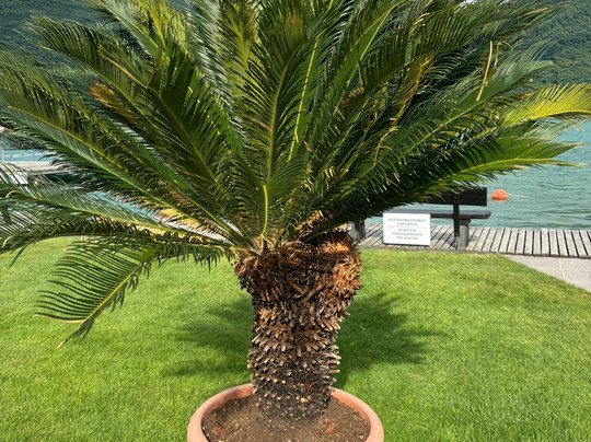 Hotel Seegarten主图