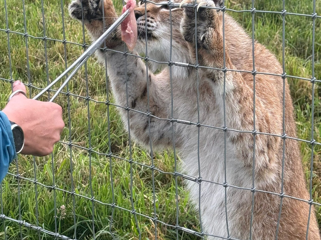 Ark Wildlife Park & Exotic Animal Sanctuary景点图片