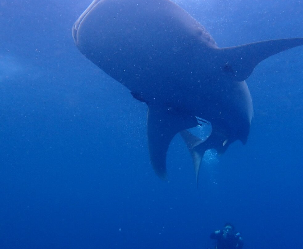 Kalimaya Dive Resort主图