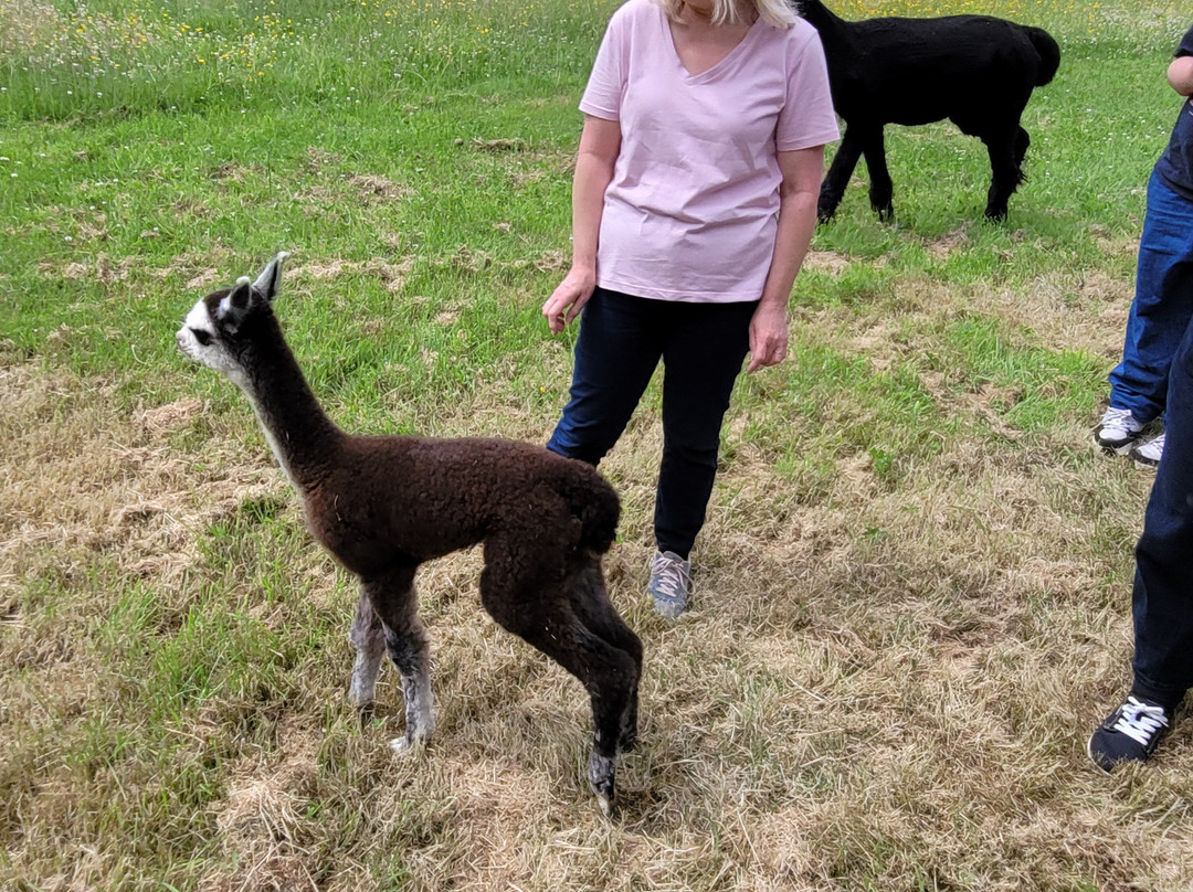 Alpaca Walking - With Spring Farm Alpacas-Fletching必去景点