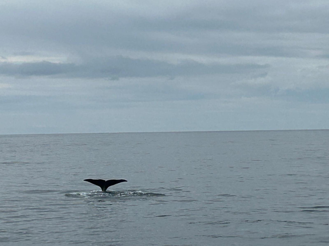 Arctic Whale Tours-Sto必去景点