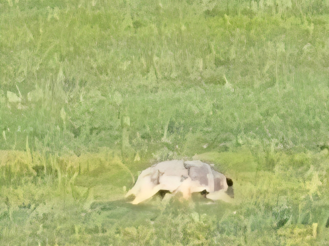 Wild Serenity Wildlife Tours-西黄石镇必去景点