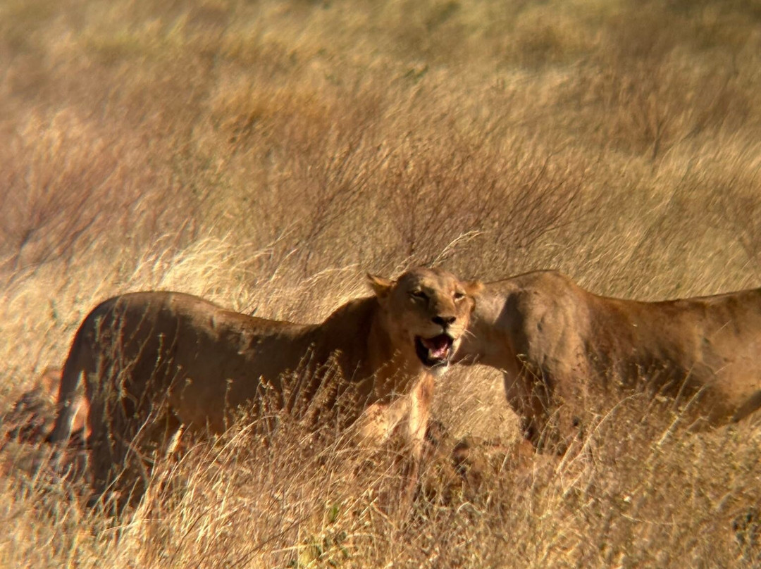 Robert Safaris Adventure Day Excusions-乌库达必去景点