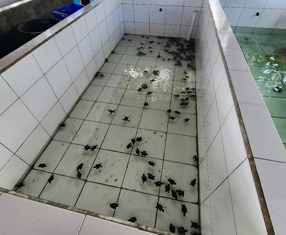 Aussie Bali Adventures-达巴南必去景点