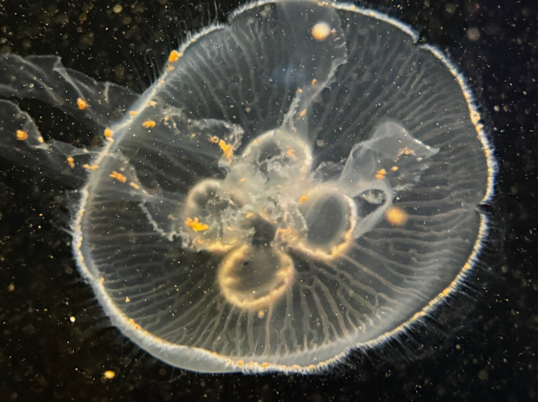 Newport Aquarium-Newport必去景点