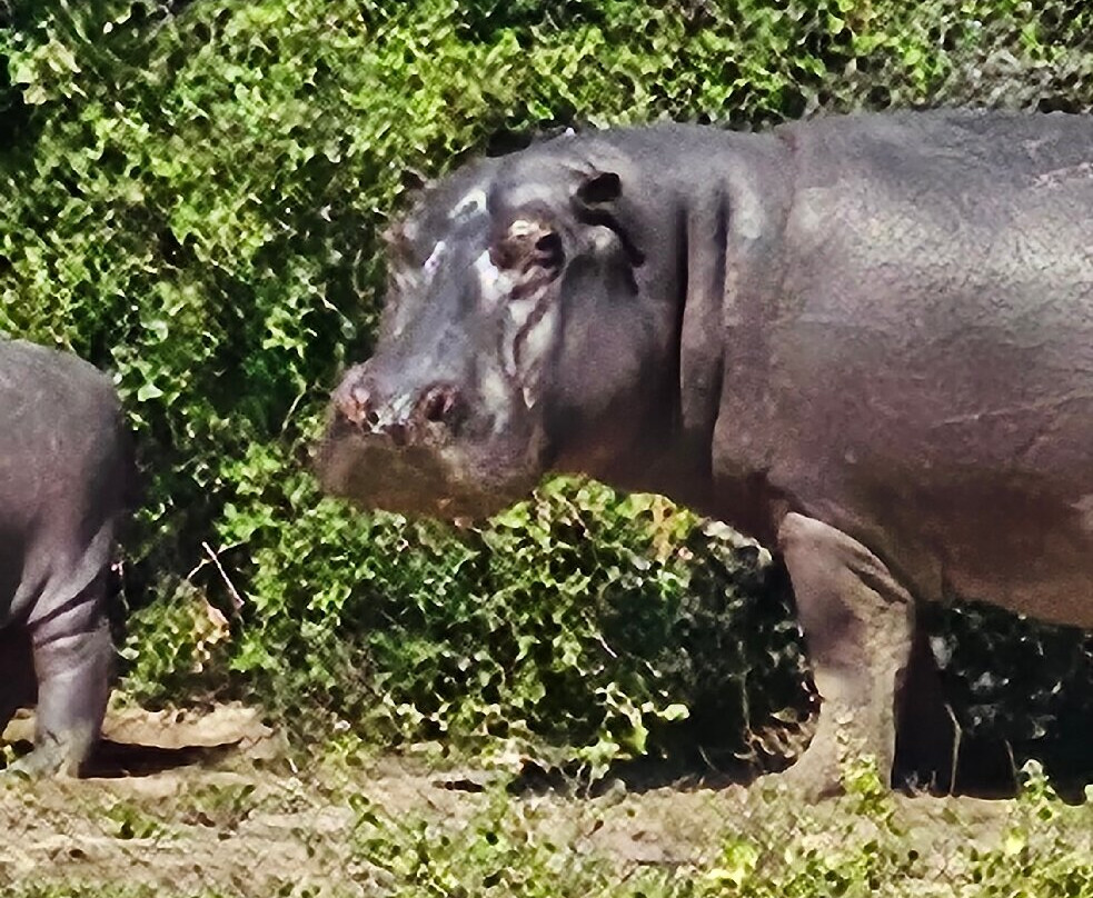 African Safari Experience-李文斯顿必去景点