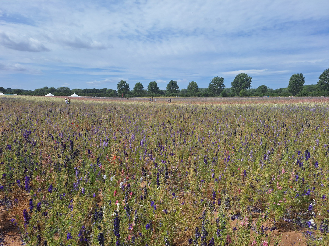 The Real Flower Petal Confetti Company's Confetti Flower Field-Pershore必去景点