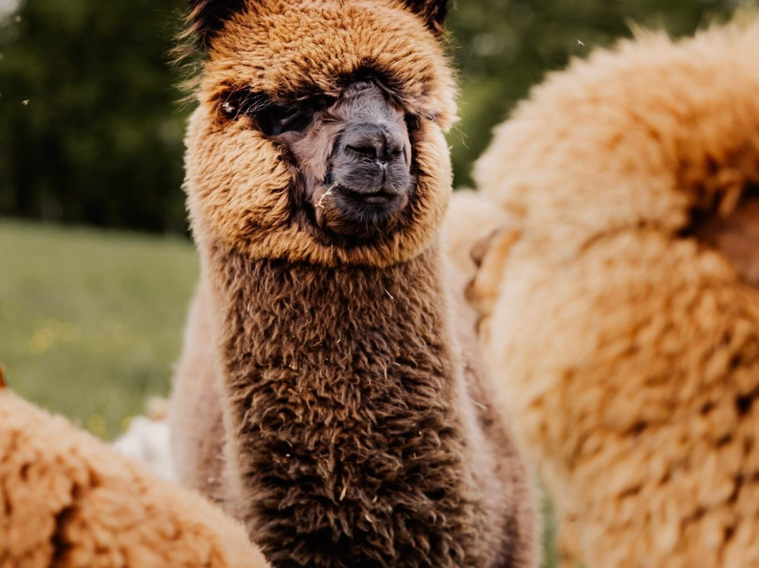 Bergtraum.Alpakas-克尔海姆必去景点