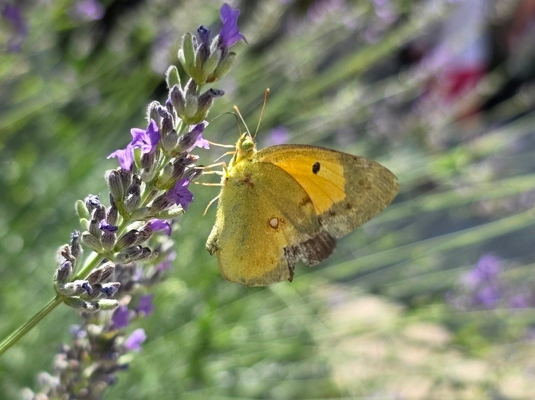 OLIVE QUEEN DOO-Stari Bar必去景点