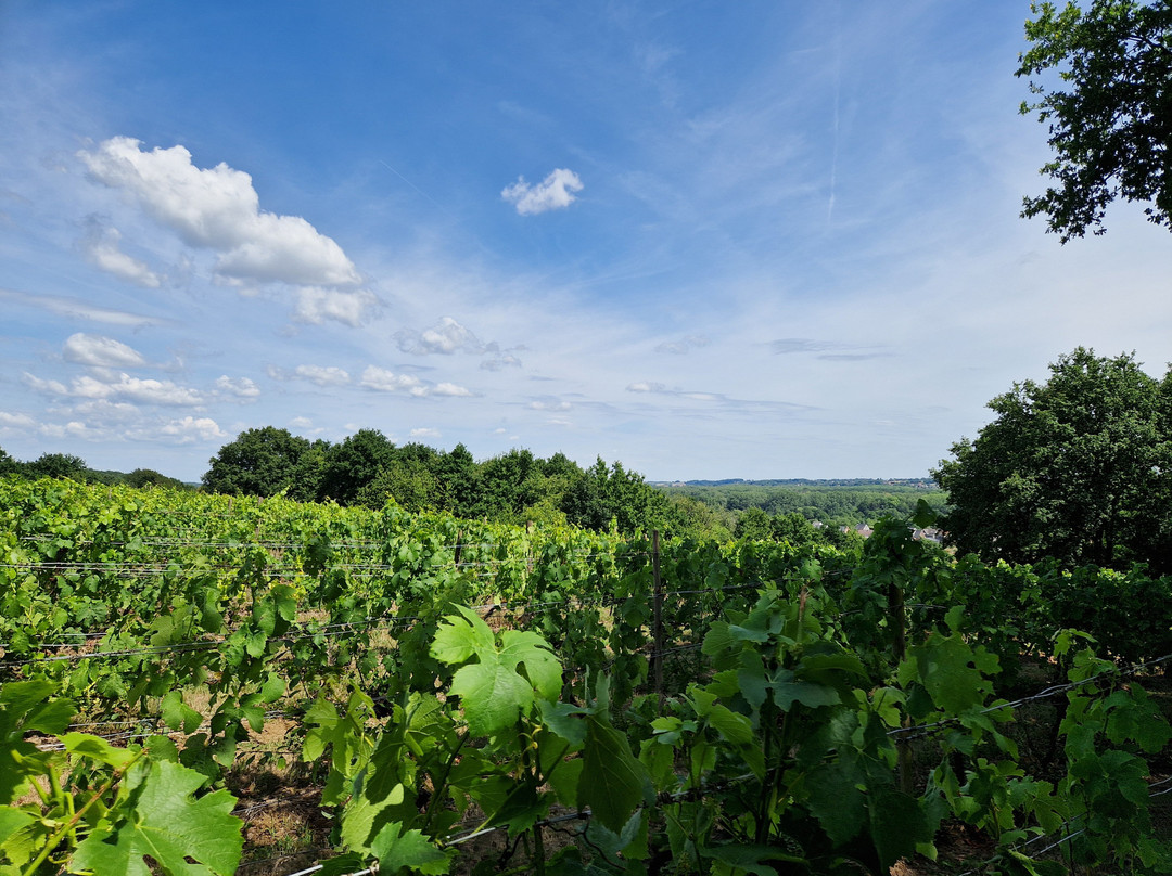 Wijnsafari in Hageland (Bekkevoort)-Bekkevoort必去景点