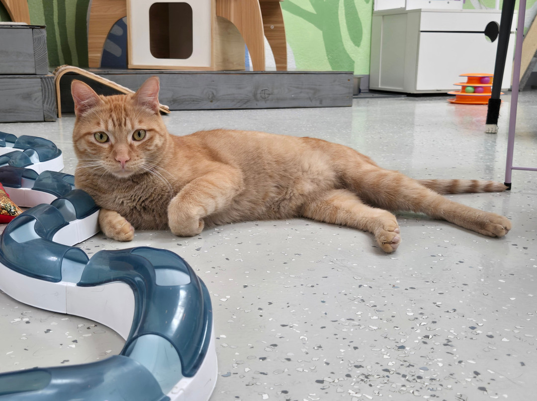 Save the Meow Meows Cat Lounge-Yucca Valley必去景点