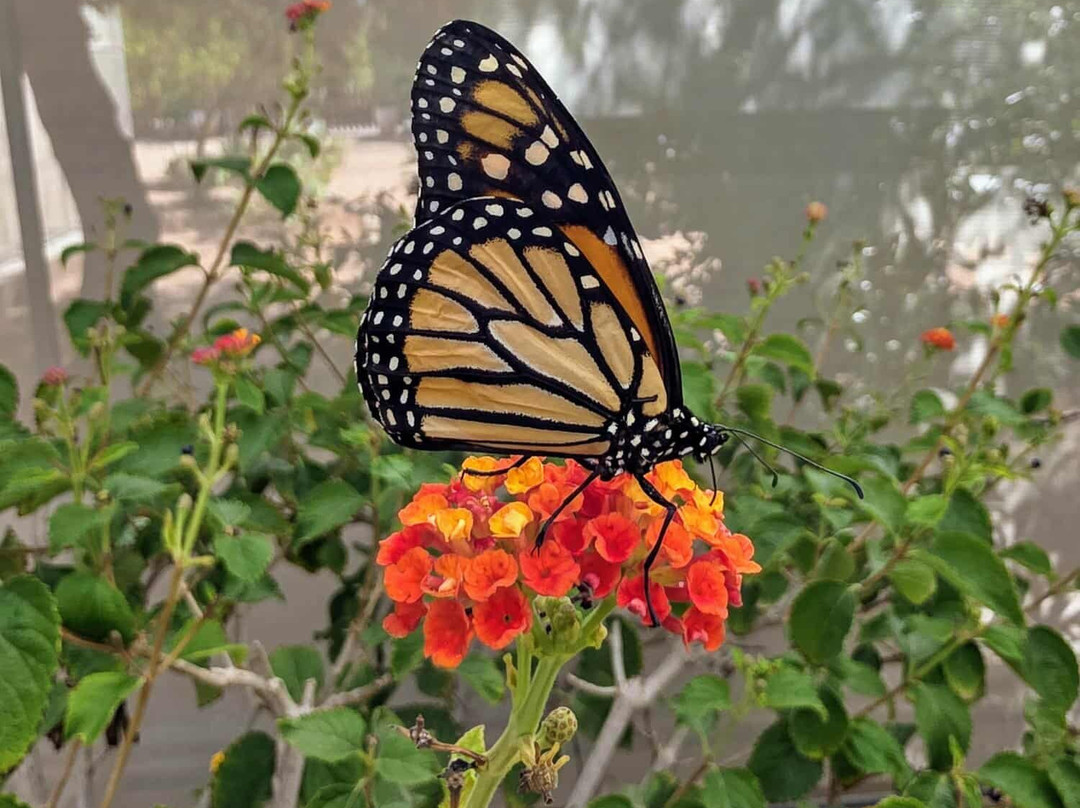 Mariposario de Nijar-Nijar必去景点