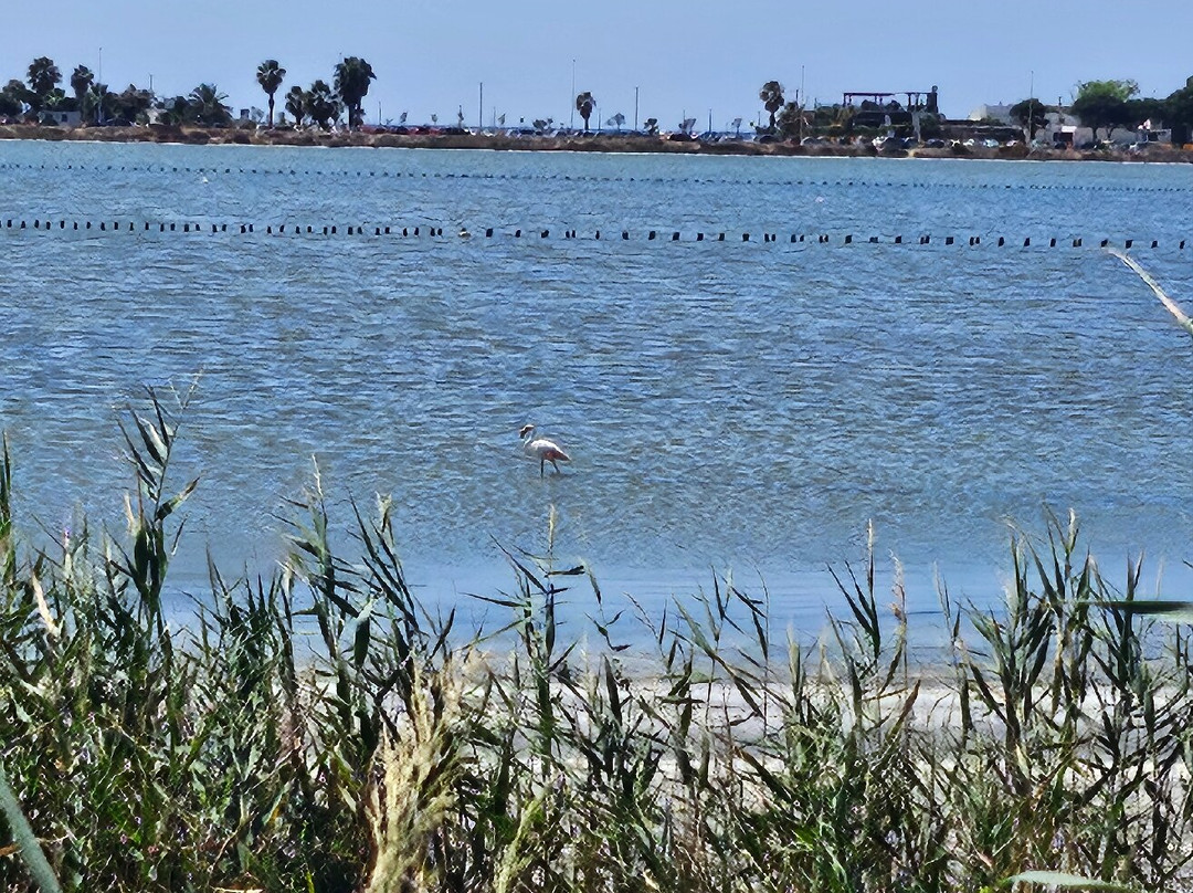 Parco Naturale Molentargius-Saline-卡利亚里省必去景点