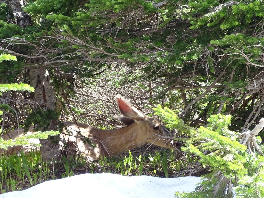Logan Pass Visitor Center