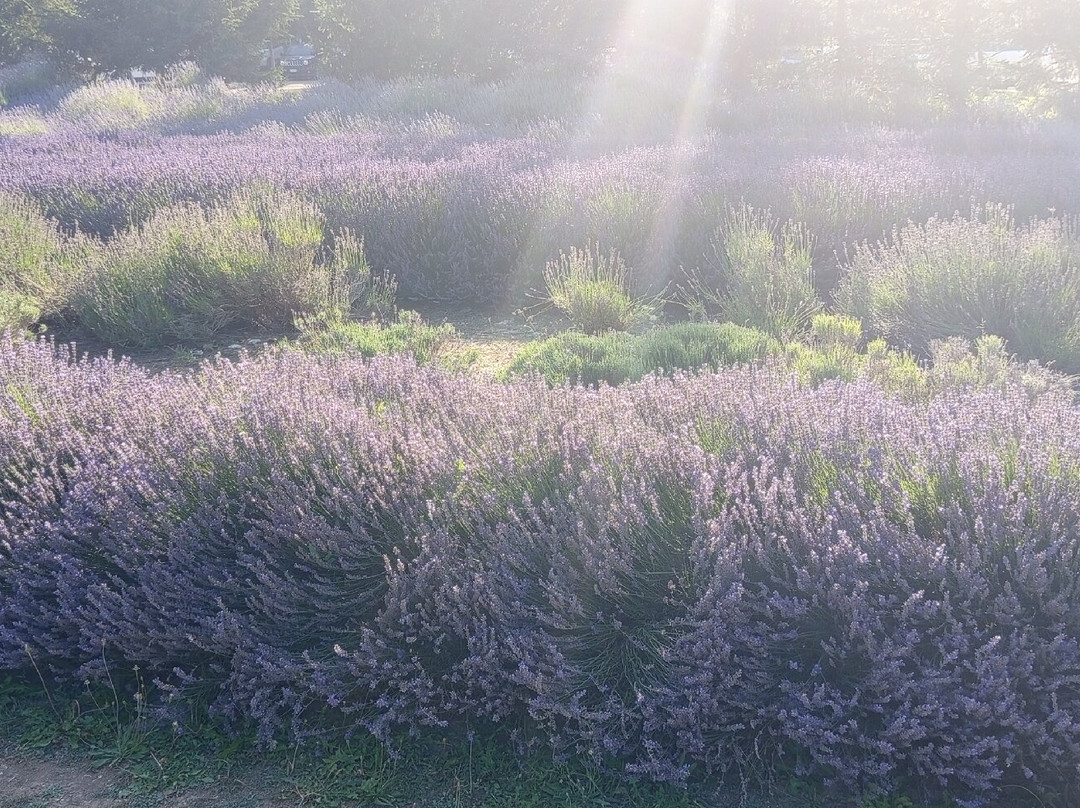 Parco Della Lavanda-Campotenese必去景点