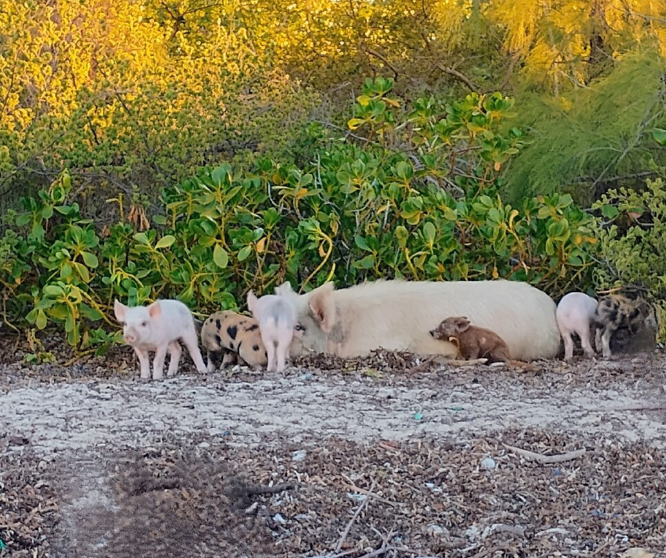 Pig Beach-大埃克苏马必去景点