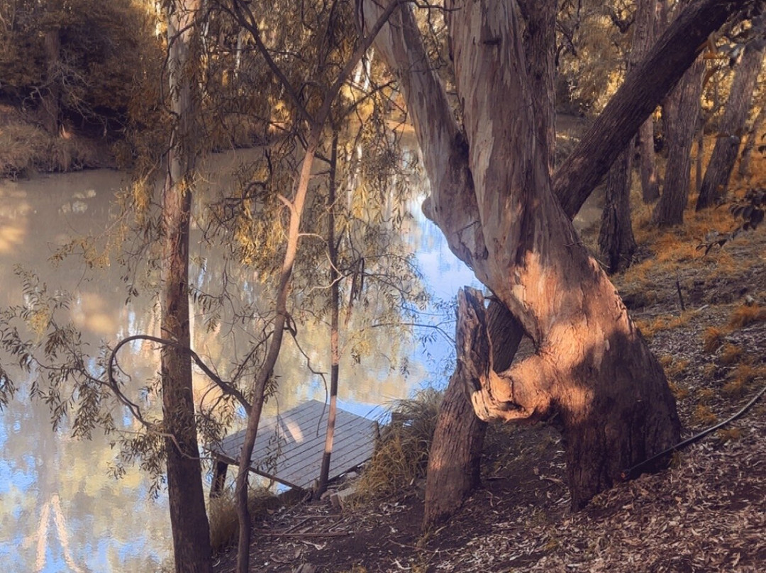 Laurels of Chinchilla主图