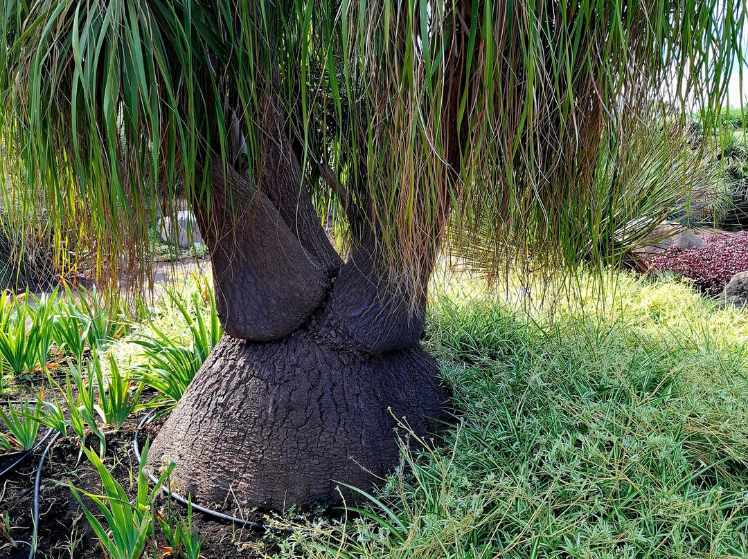 Radicepura-Giarre必去景点