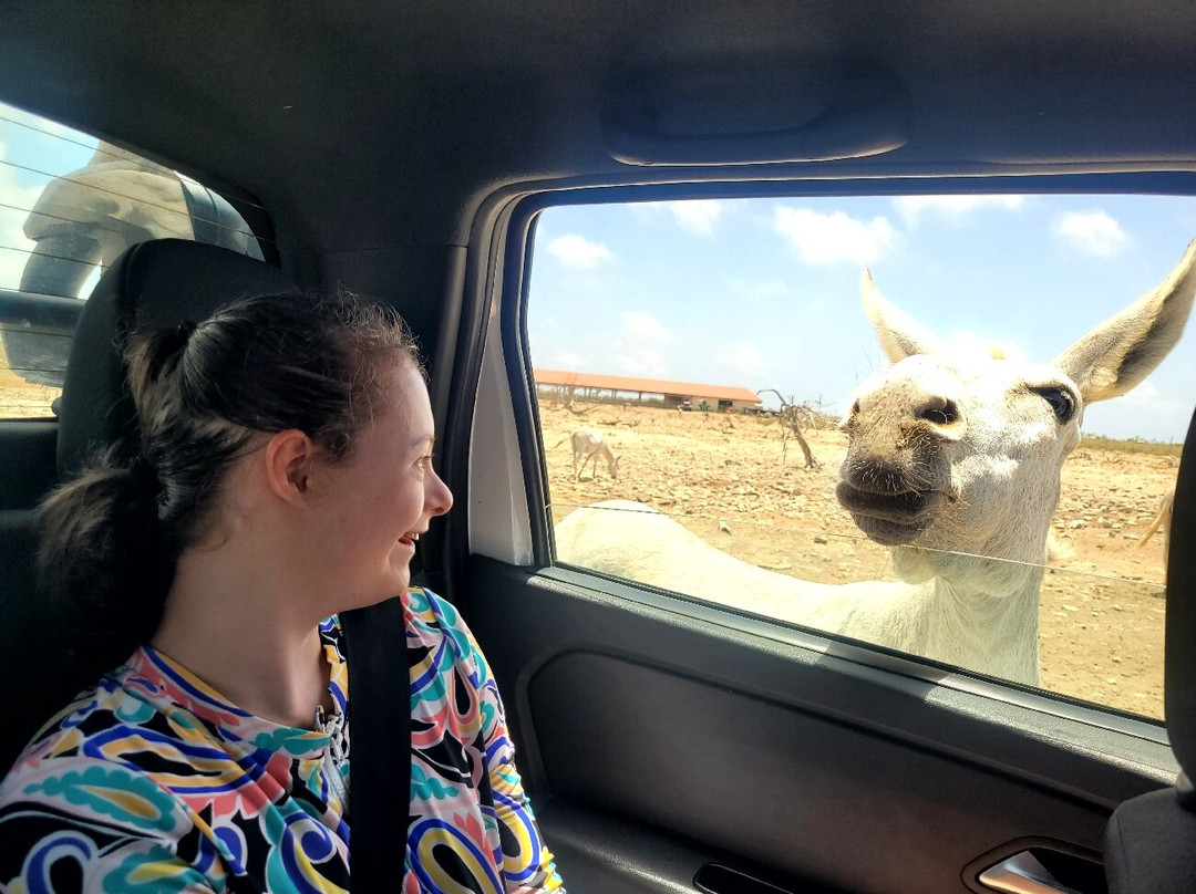 Donkey Sanctuary Bonaire-博奈尔岛必去景点
