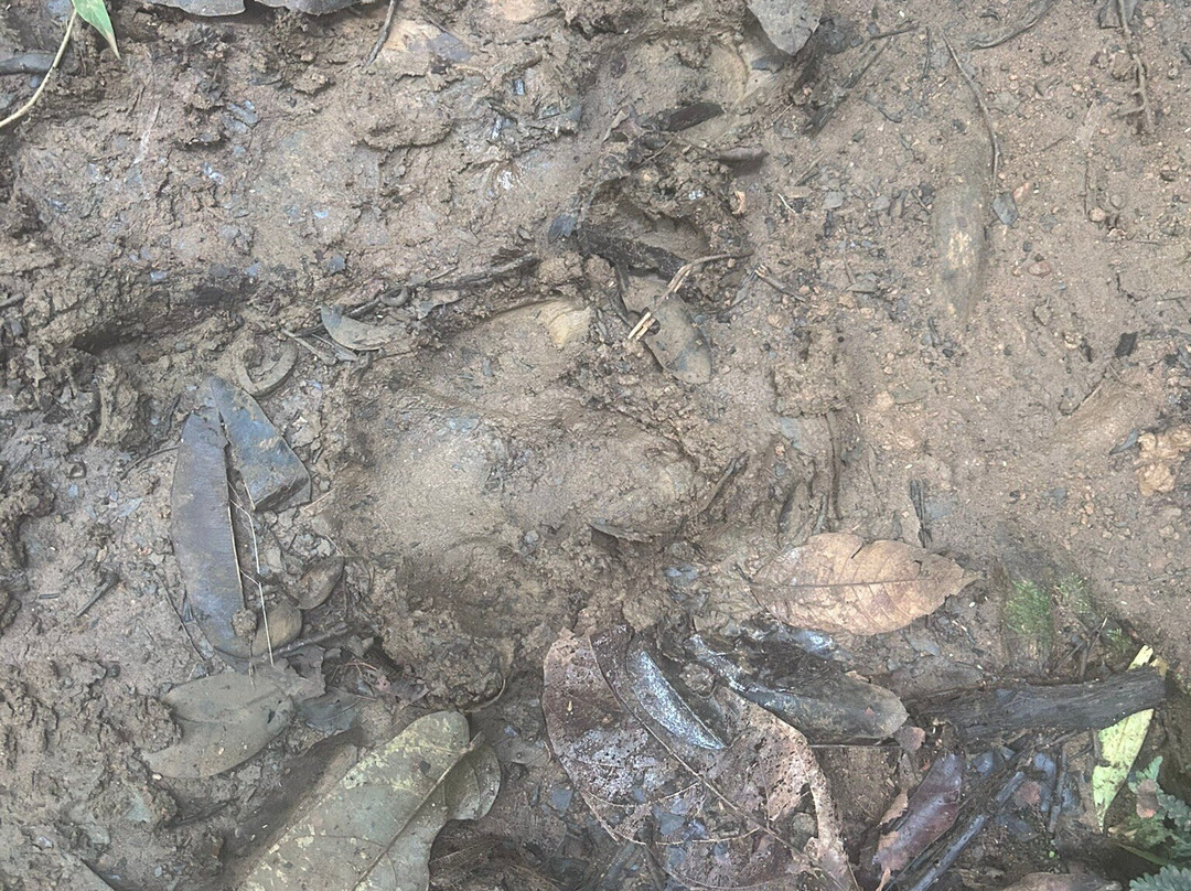 Osa Dreamcatcher Tours-希门尼斯港必去景点