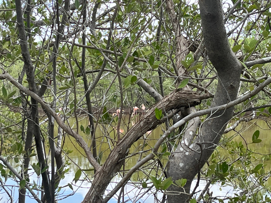 Guardianes De Los Manglares De Dzinintún-塞莱斯顿必去景点