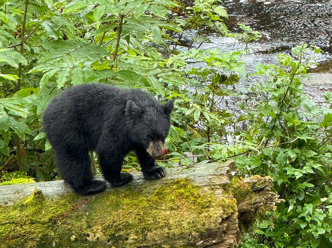 Muddy Water Adventures-Wrangell必去景点