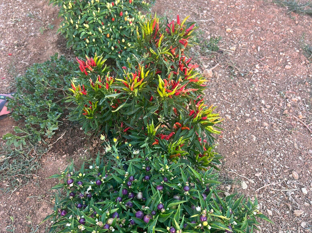 Icontadini-乌真托必去景点