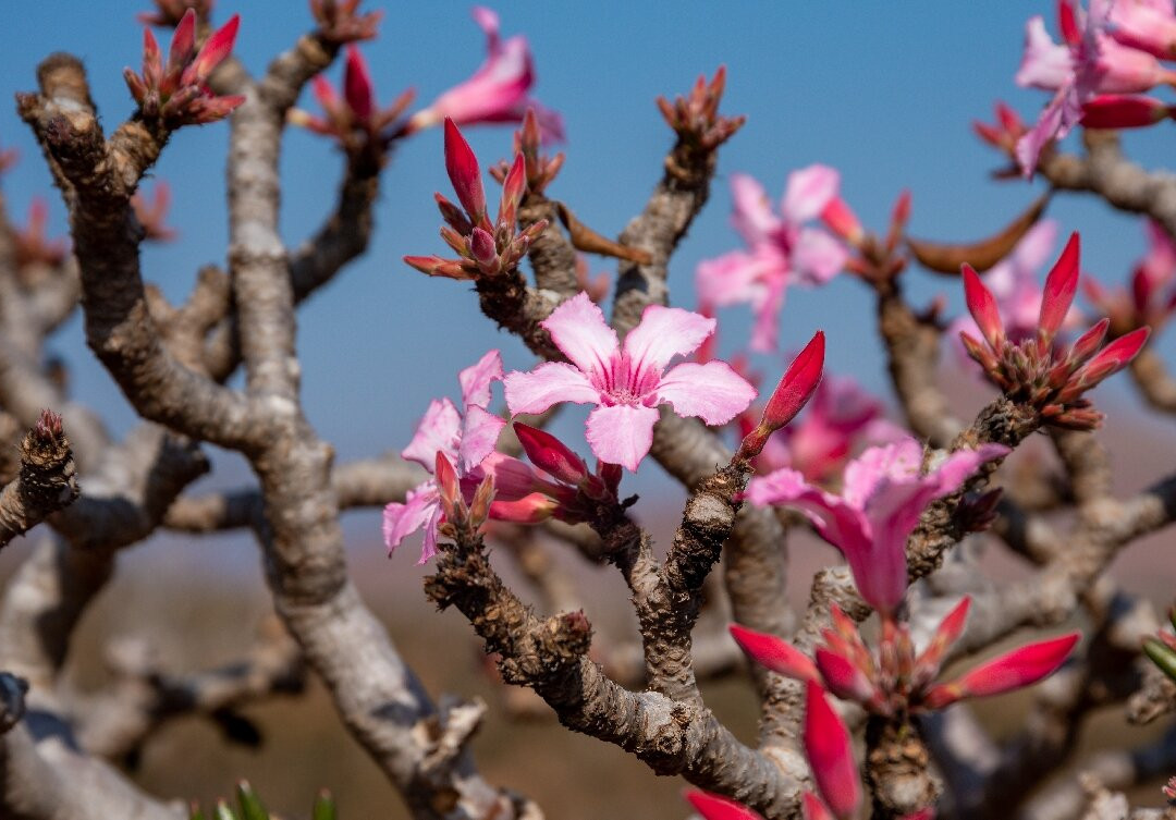 Socotra Biosphere Tours-Hadiboh必去景点