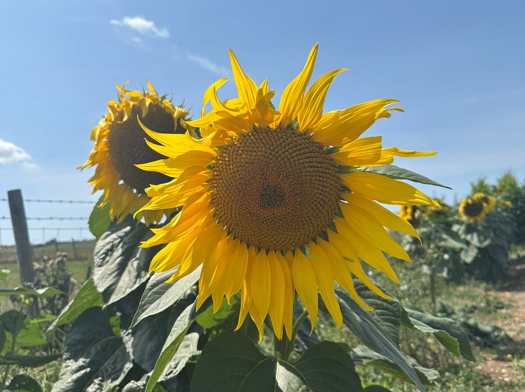 Dorset Sunflower Trail-多切斯特必去景点