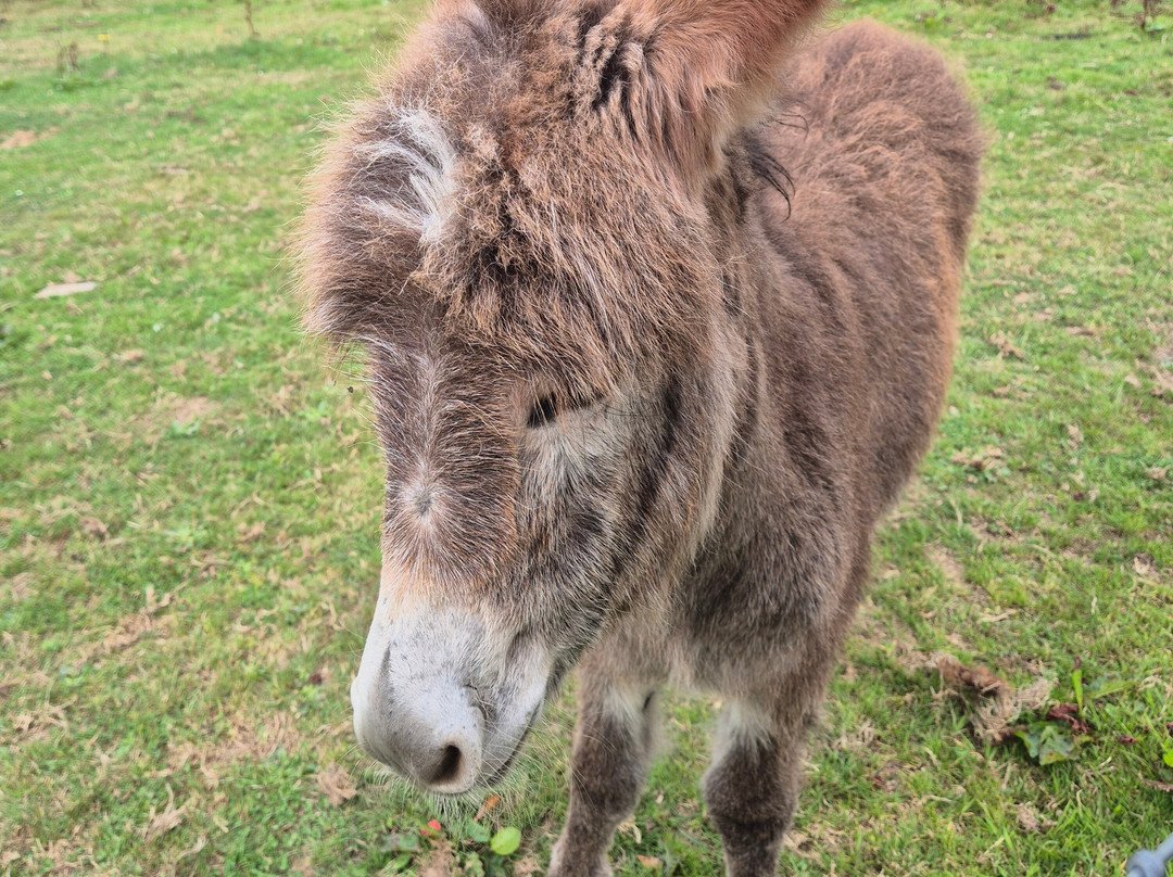 Dyfed Shire Horse Farm-Eglwyswrw必去景点